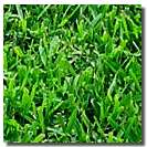 EmpireZoysia_shad